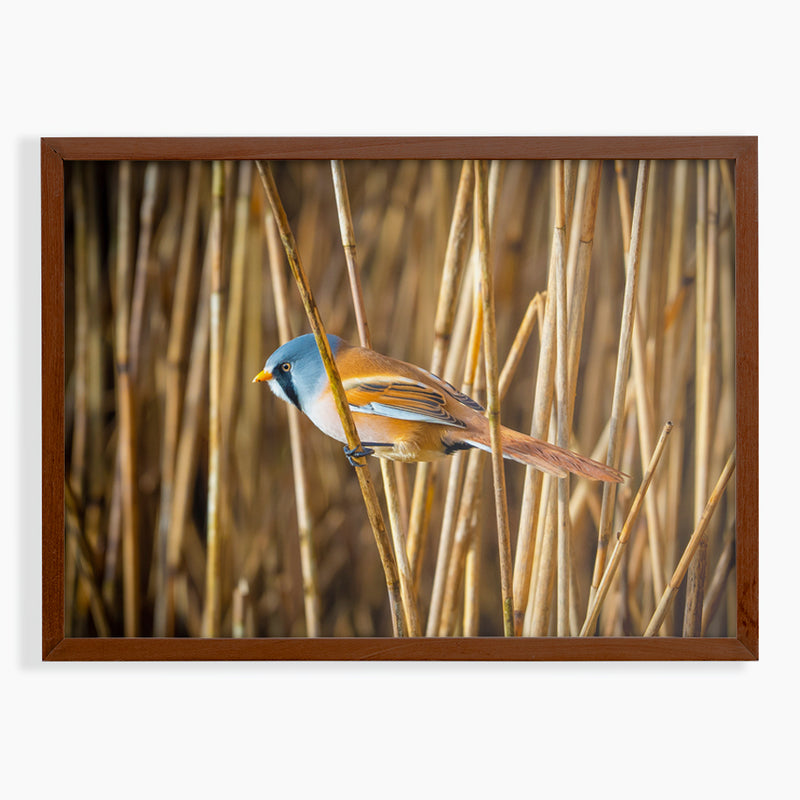 Small Bird Perched on Field Grass  Fine Art Print - Giclee Fine Art Print Poster or Canvas