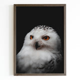 Snow Owl Portrait Fine Art Print - Giclee Fine Art Print Poster or Canvas