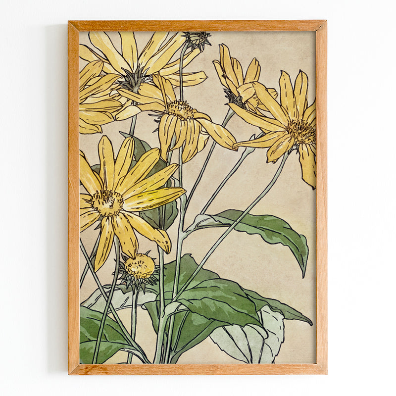 Sunflower Daisies by Hannah Overbeck