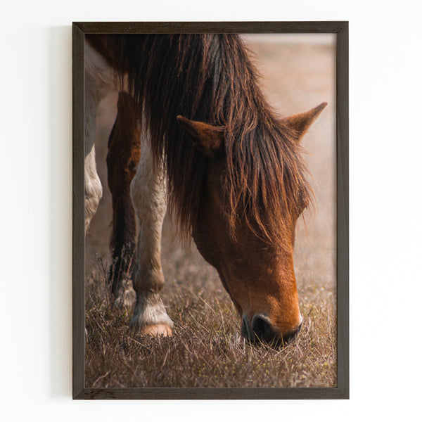 Wild Horse Photograph Fine Art Print - Giclee Fine Art Print Poster or Canvas