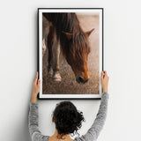 Wild Horse Photograph Fine Art Print - Giclee Fine Art Print Poster or Canvas