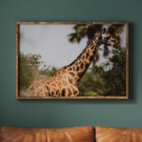 Wandering Giraffe Fine Art Print - Giclee Fine Art Print Poster or Canvas