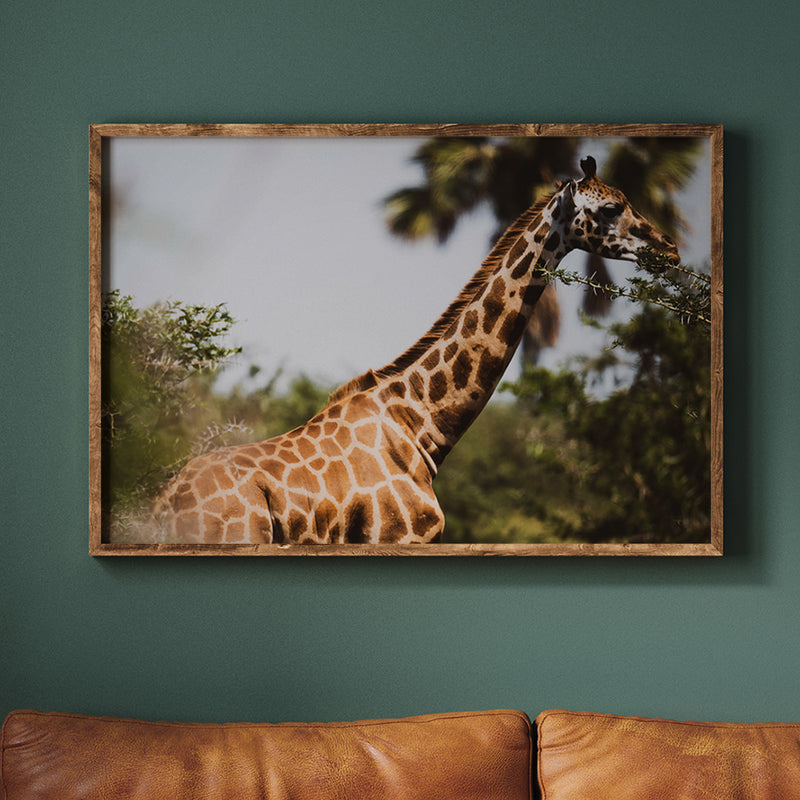 Wandering Giraffe Fine Art Print - Giclee Fine Art Print Poster or Canvas