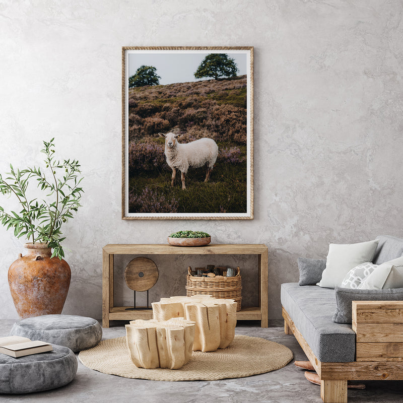 White Sheep in Open Field Fine Art Print - Giclee Fine Art Print Poster or Canvas