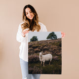 White Sheep in Open Field Fine Art Print - Giclee Fine Art Print Poster or Canvas