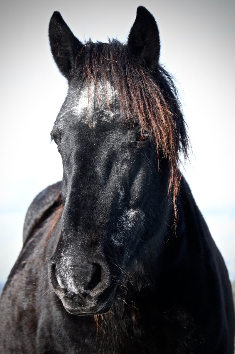 Wild Mustang Fine Art Print - Giclee Fine Art Print Poster or Canvas