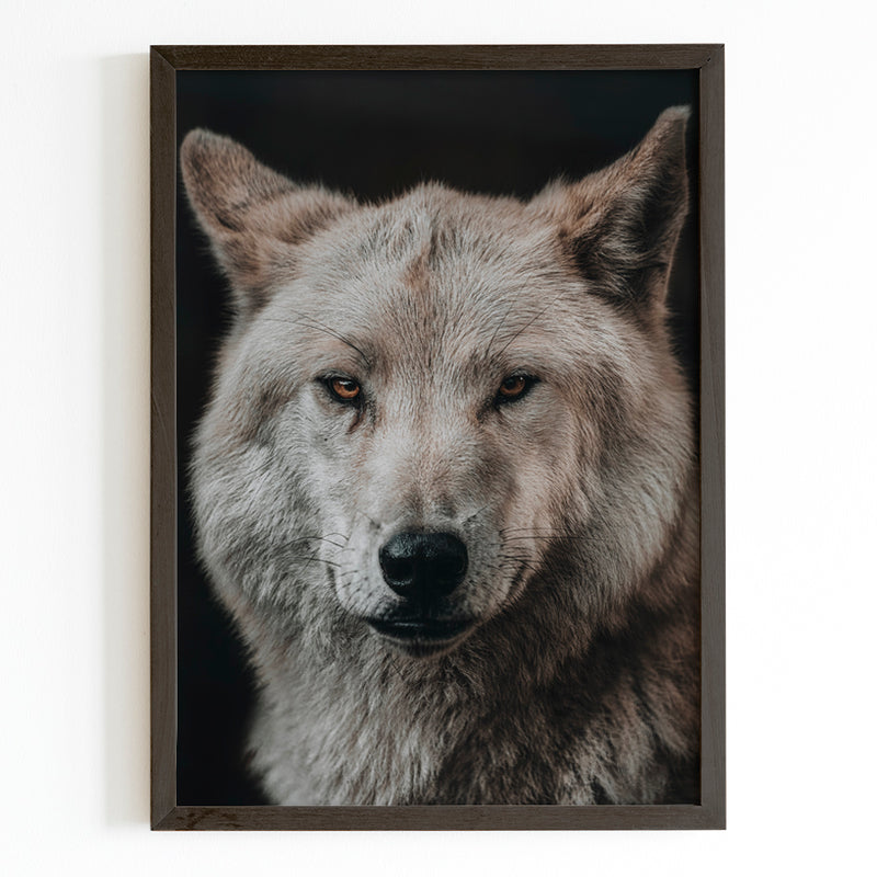 Wolf Close Up Fine Art Print - Giclee Fine Art Print Poster or Canvas